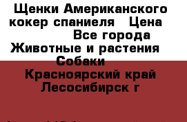 Щенки Американского кокер спаниеля › Цена ­ 15 000 - Все города Животные и растения » Собаки   . Красноярский край,Лесосибирск г.